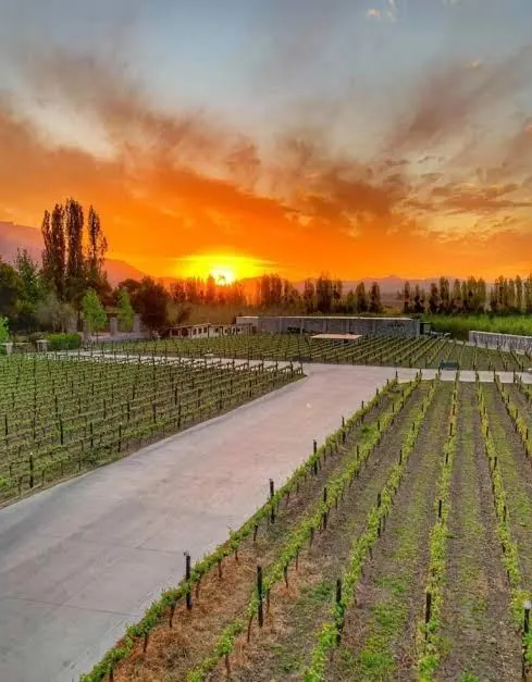 Sunset over the vineyards of a winery in the Central Valley