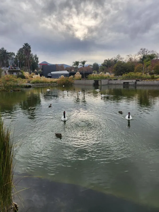 Black-necked swans on the lagoon of Parque Bicentenario, Santiago