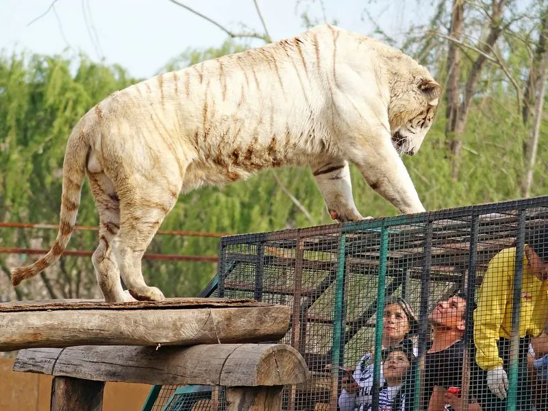 White tiger on top of a cage with visitors at Safari Park near Santiago, Chile